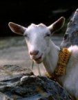 Mountain Goat in Villars,Switzerland