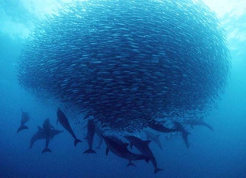 Sardine Bait Ball