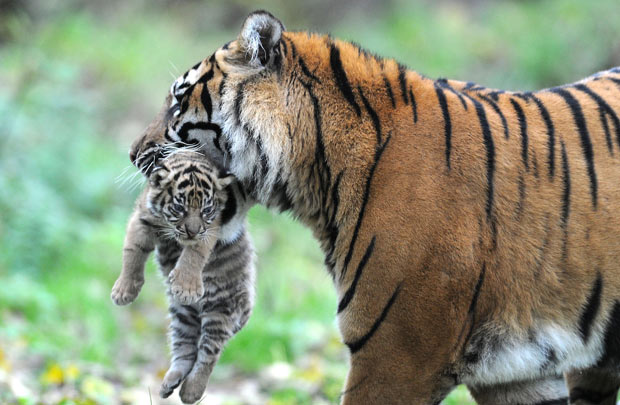 Sumatran Tiger Cub, born in Chester Zooo, England